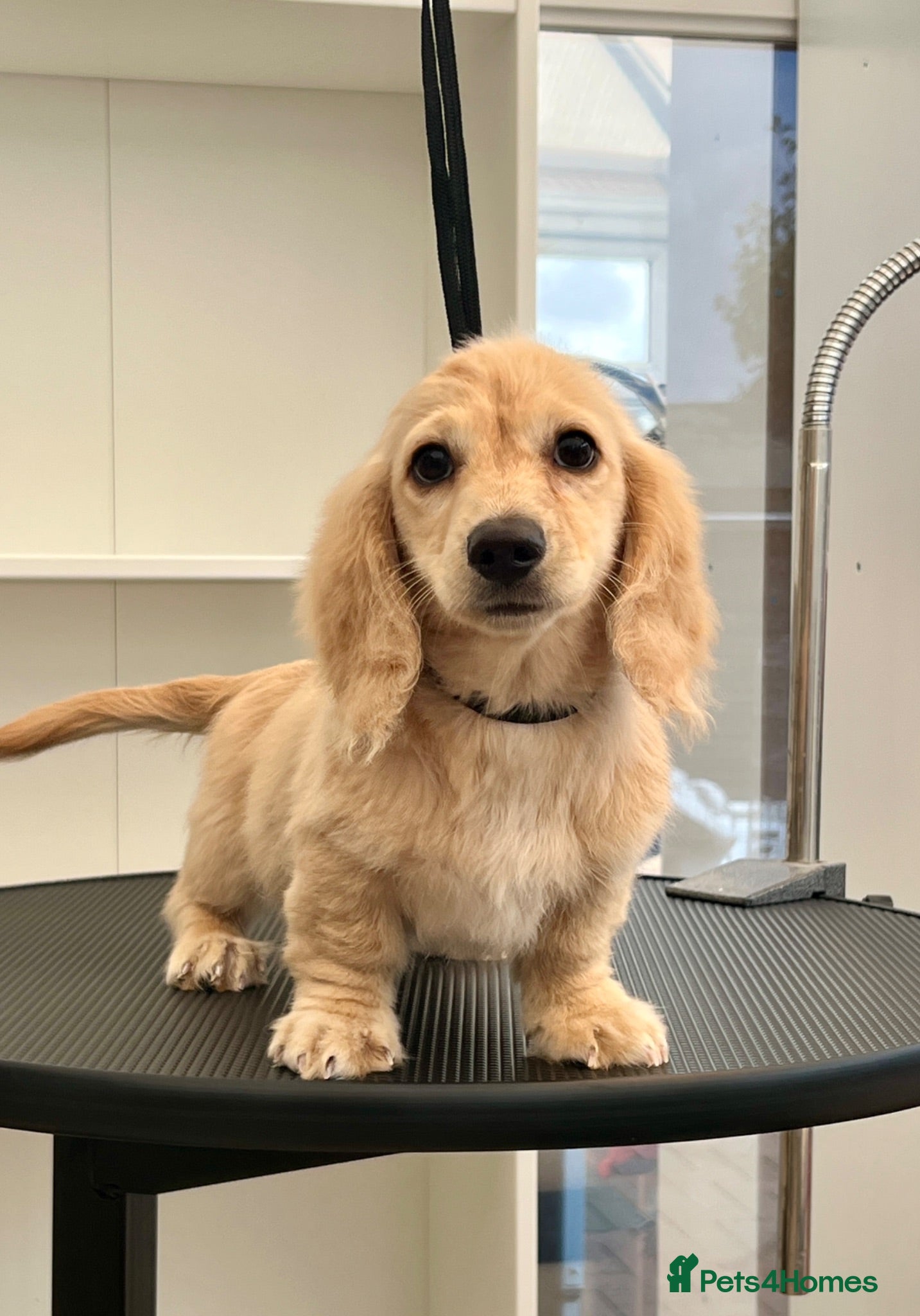 Miniature Dachshund dogs Miniature Long-Haired cream Dachshund Puppies  - Advert 1