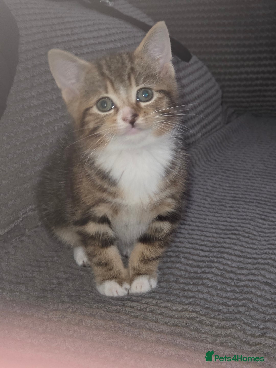 Mixed Breed cats for sale: 2 male kittens for sale - Advert 8