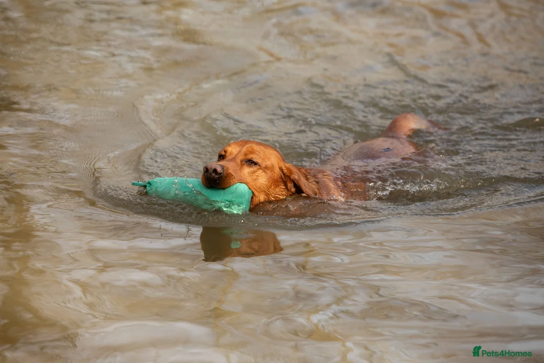 Labrador Retriever dogs for stud: At Stud Autumnsoak Delphinium Bryn Hips 0/0 - Advert 3