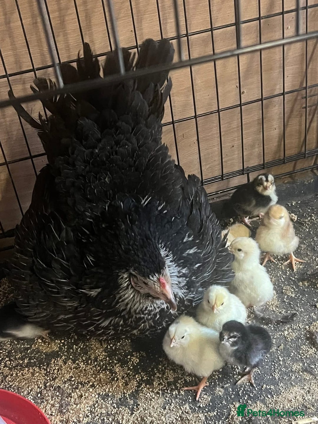 Chickens poultry for sale: Broody hen chicks  - Image 1