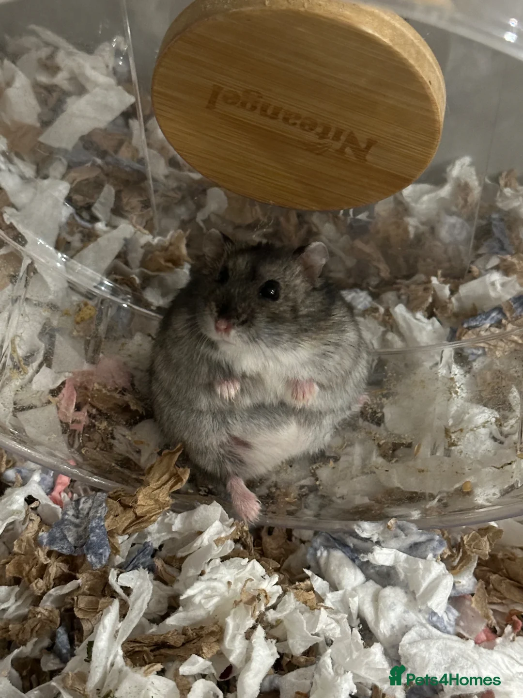 Hamster rodents for sale: Dwarf screaming hamster with cage - Advert 2