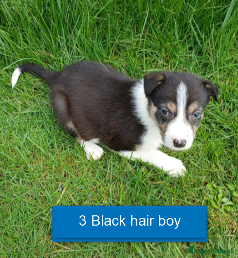 Border Collie dogs Pedigree tri-colour border collie puppies - Advert 2
