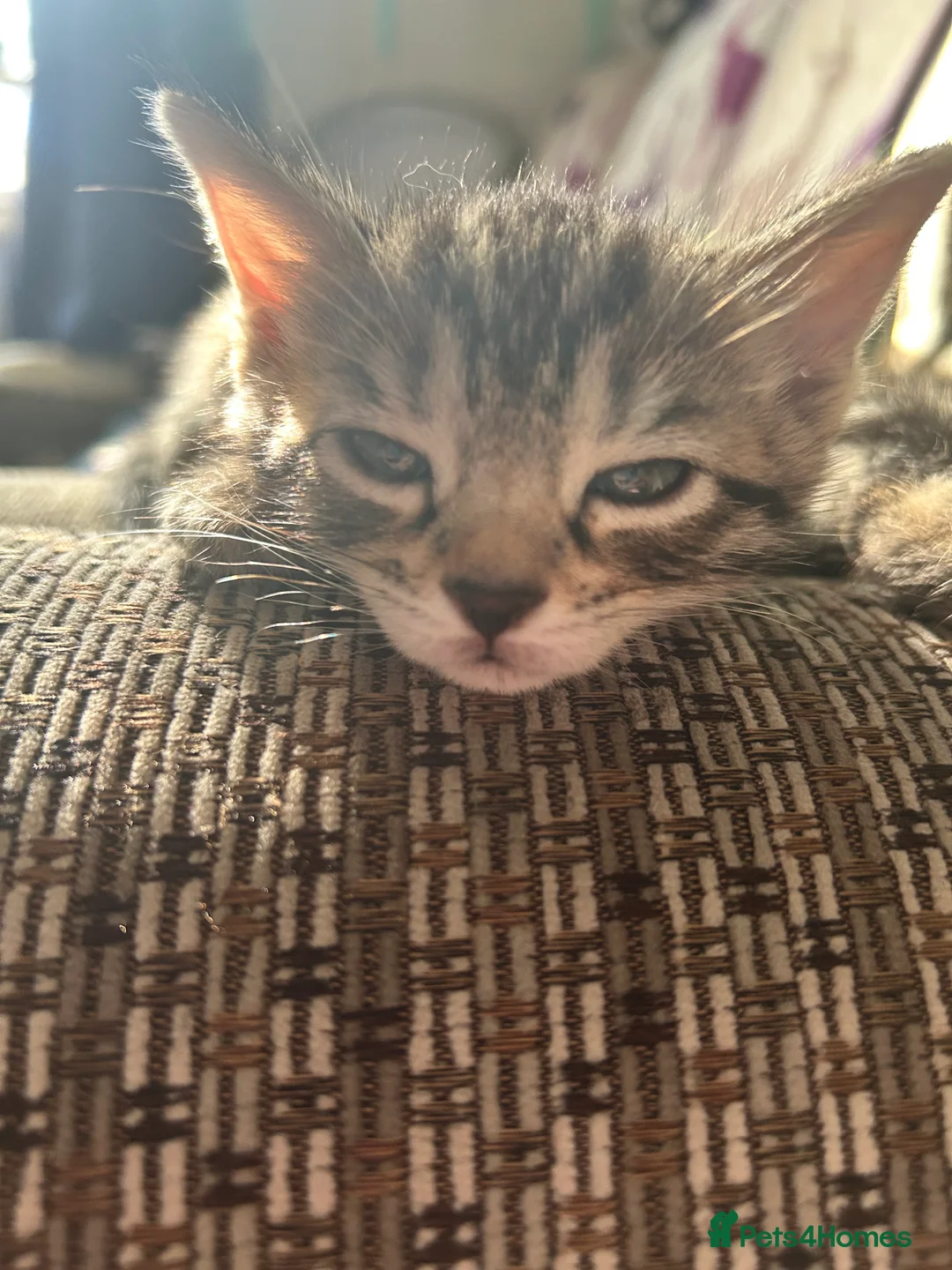 Bengal cats for sale: Mix Bengal kittens for sell in Corby - Advert 2