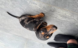 Miniature Dachshund dogs for sale: Stunning miniature dachshund boy - Image 5