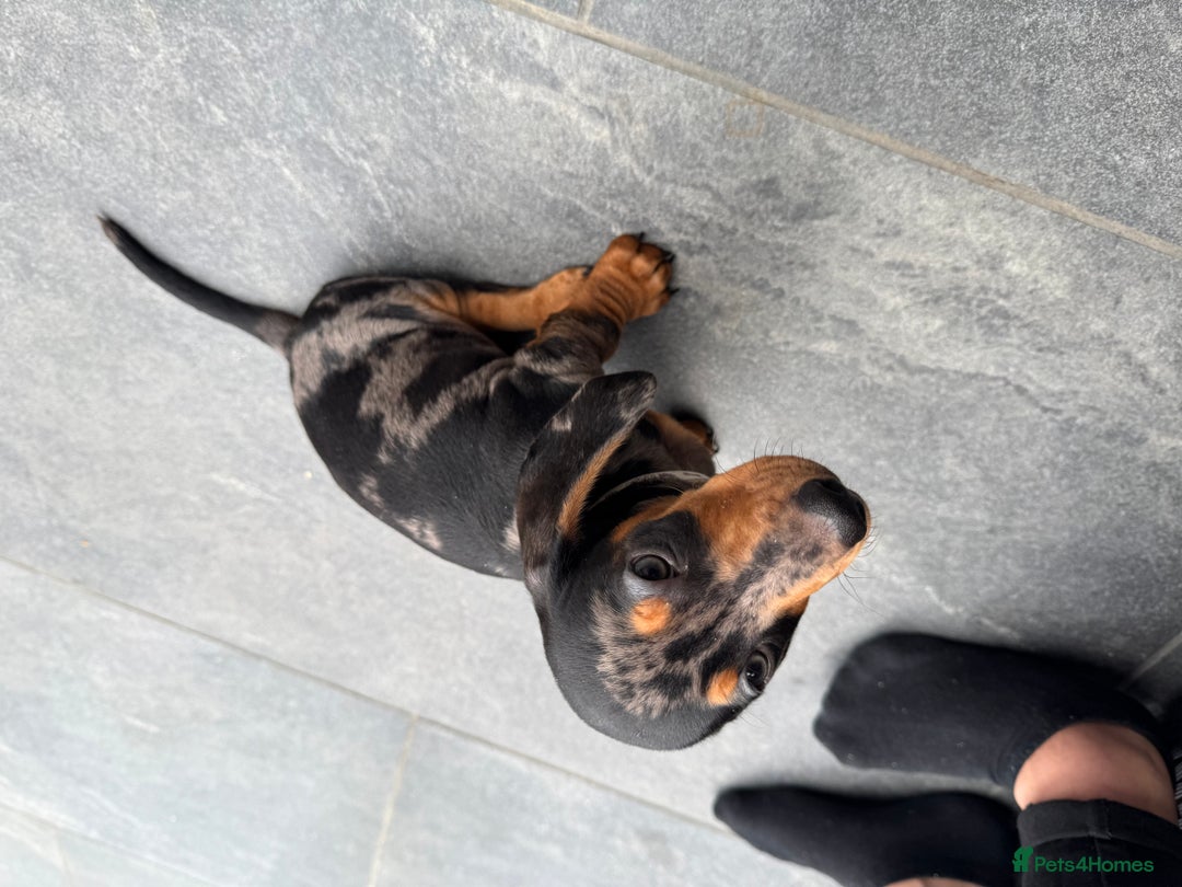 Miniature Dachshund dogs for sale: Stunning miniature dachshund boy - Image 5