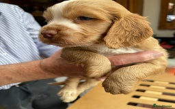 Cocker Spaniel dogs for sale: Working Cocker Spaniel  - Image 4