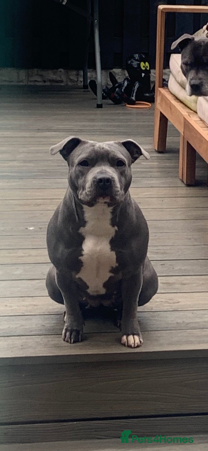 Staffordshire Bull Terrier dogs for sale: KC REG SLOID BLUE STAFFY PUPPY BEARS 💙 - Advert 1