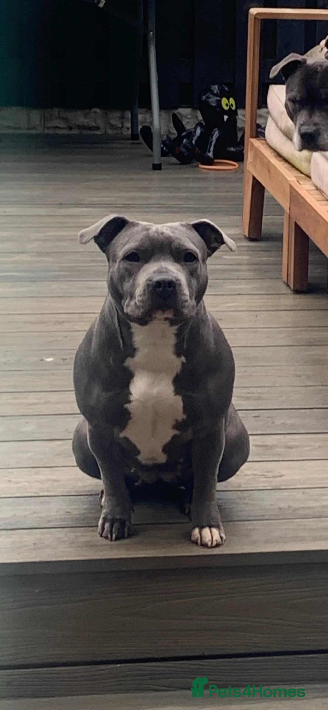 Staffordshire Bull Terrier dogs for sale: KC REG SLOID BLUE STAFFY PUPPY BEARS 💙 - Advert 1
