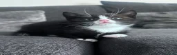 Domestic Shorthair cats for sale: 11 week old male kitten - Advert 17
