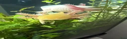 Axolotl reptiles for sale: 2 male axolotls in Redditch - Advert 2
