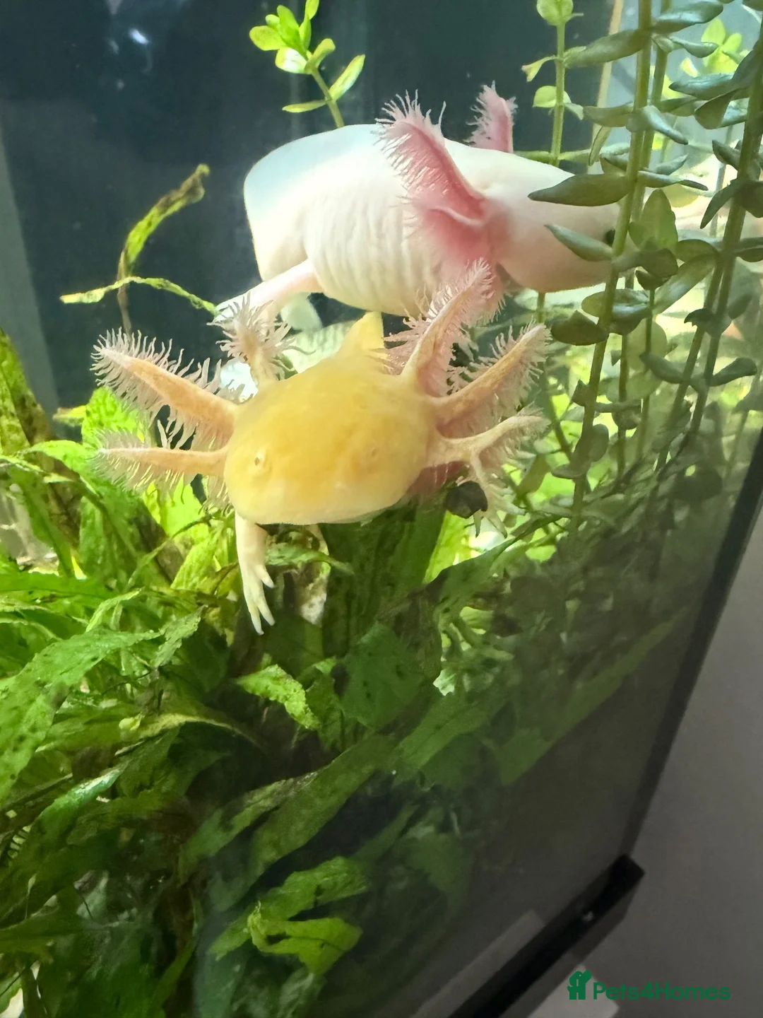 Axolotl reptiles for sale: 2 male axolotls in Redditch - Advert 2