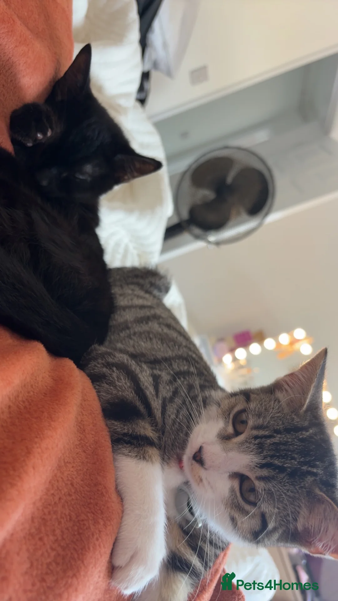 Mixed Breed cats for sale: 2 beautiful kittens kittens  in Stoke-on-Trent - Advert 2