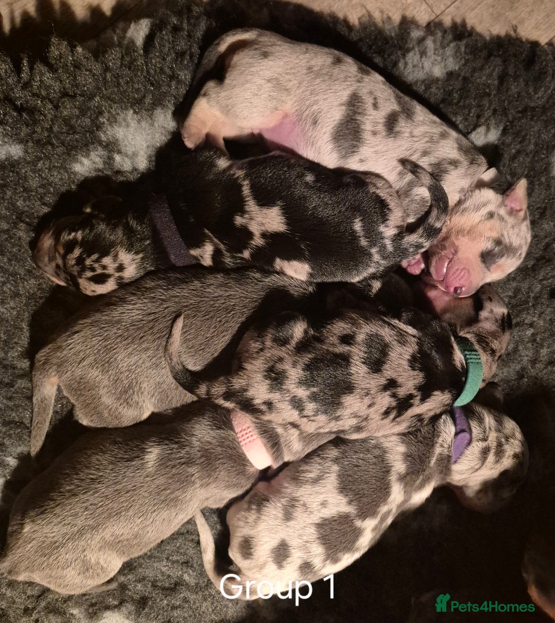 Dachshund dogs for sale: Dachshund Puppies looking for forever homes - Image 1