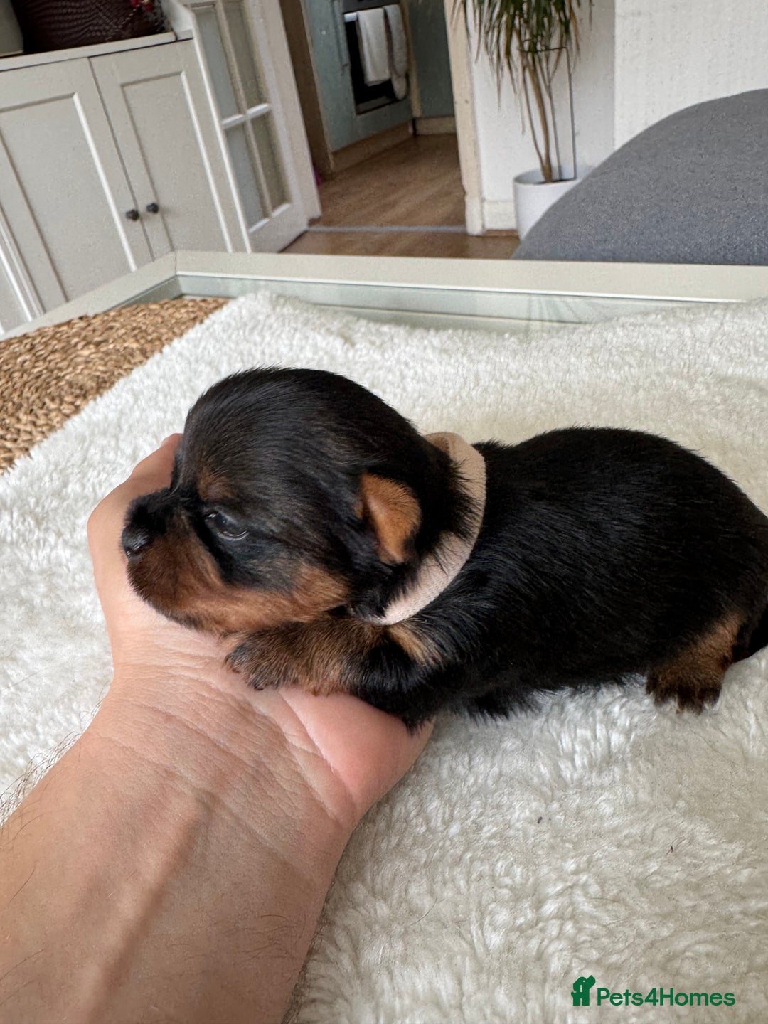 Yorkshire Terrier dogs for sale: ❤️Miniature yorkshire terrier puppies ☘️ - Image 17