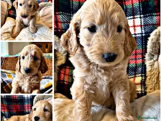 Goldendoodle dogs Goldendoodles - Advert 5