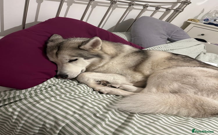 Huskita dogs - Advert 2