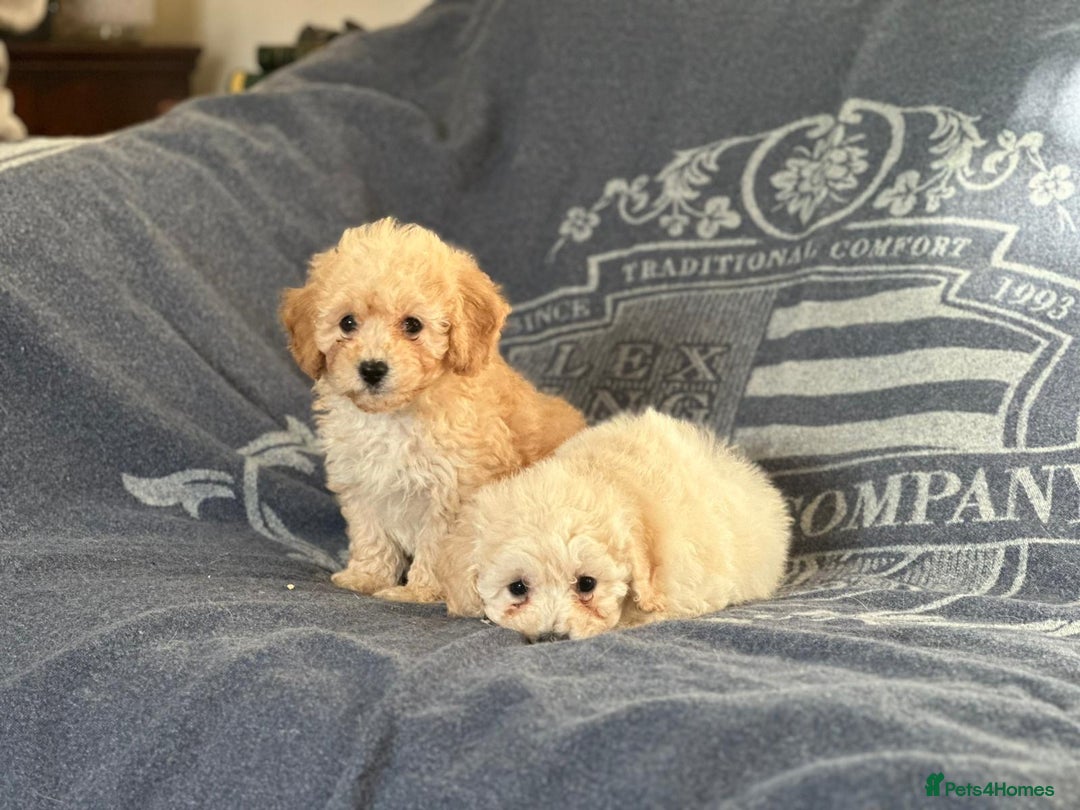 Poochon dogs for sale: Superb litter of Poochon's  - Advert 8