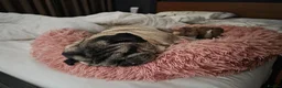 Pug dogs for sale: Male Pug age 10 and Female Pug age 6 in Birmingham - Advert 6