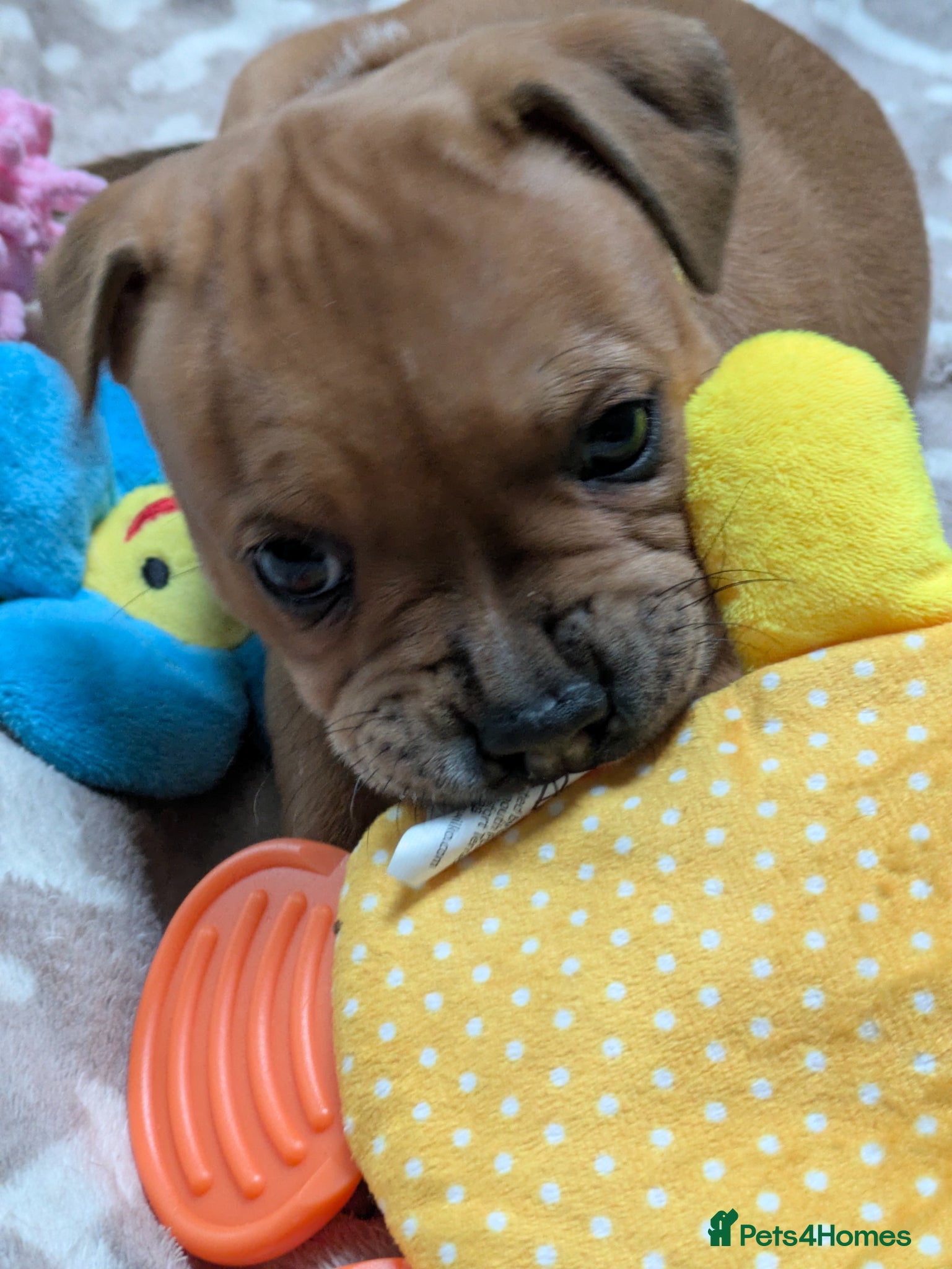 Staffordshire Bull Terrier dogs Beautiful puppies🐶🐶🐶🐶 - Advert 1