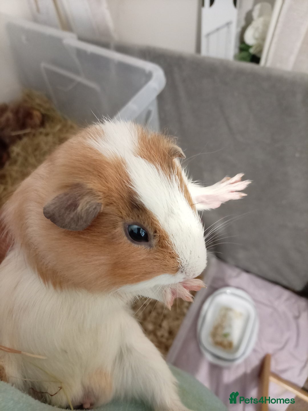 Guinea Pig rodents for sale: Ginea pigs for sale  - Image 5