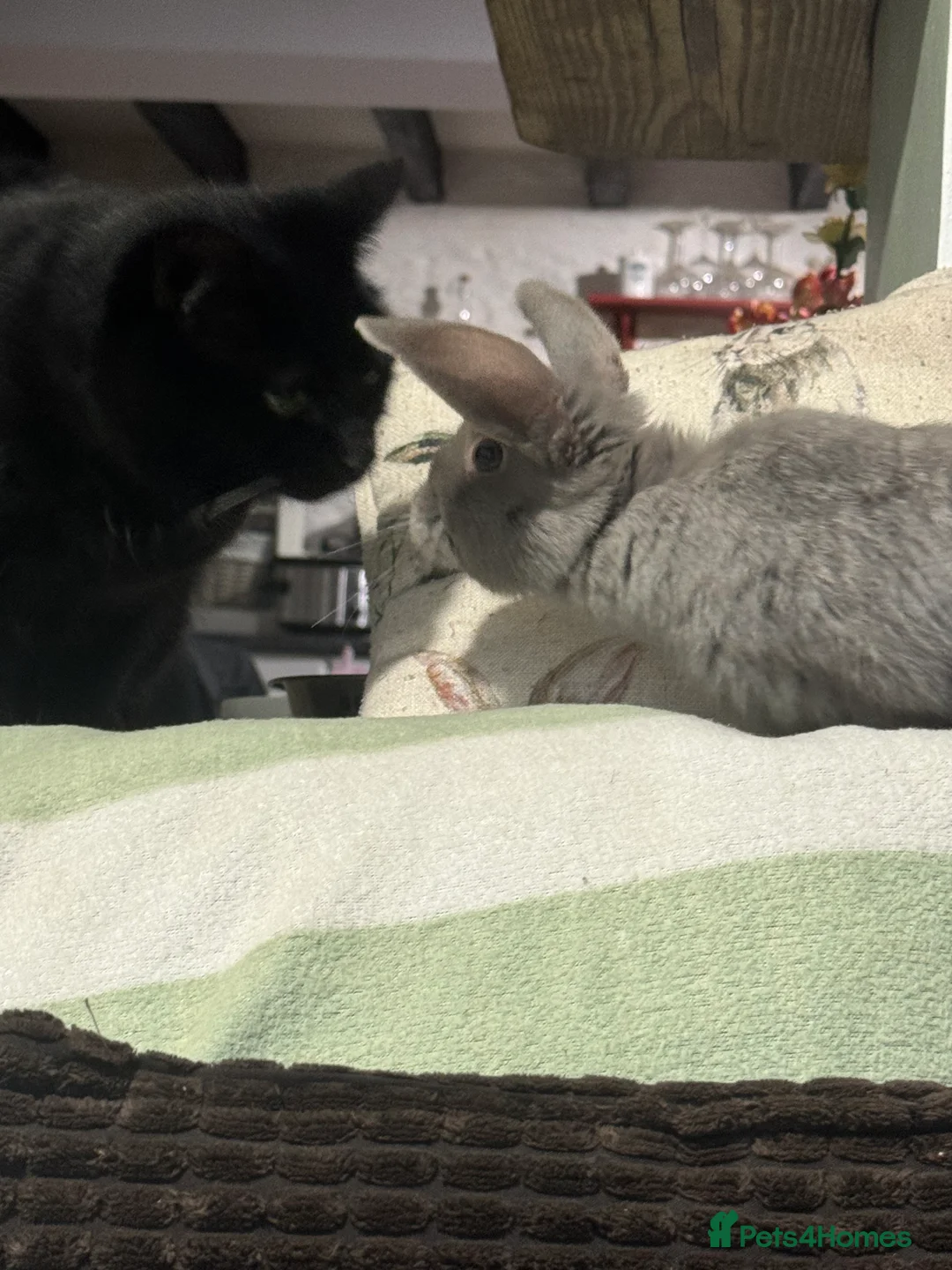 Mini Lop rabbits for sale: Super friendly baby bunnies. VACCINATED - Advert 9