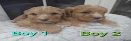 Cavapoo dogs for sale: Quality F1 Cavapoos. in Stockport - Advert 3