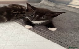 Mixed Breed cats for sale: Black & white kittens available - Image 5