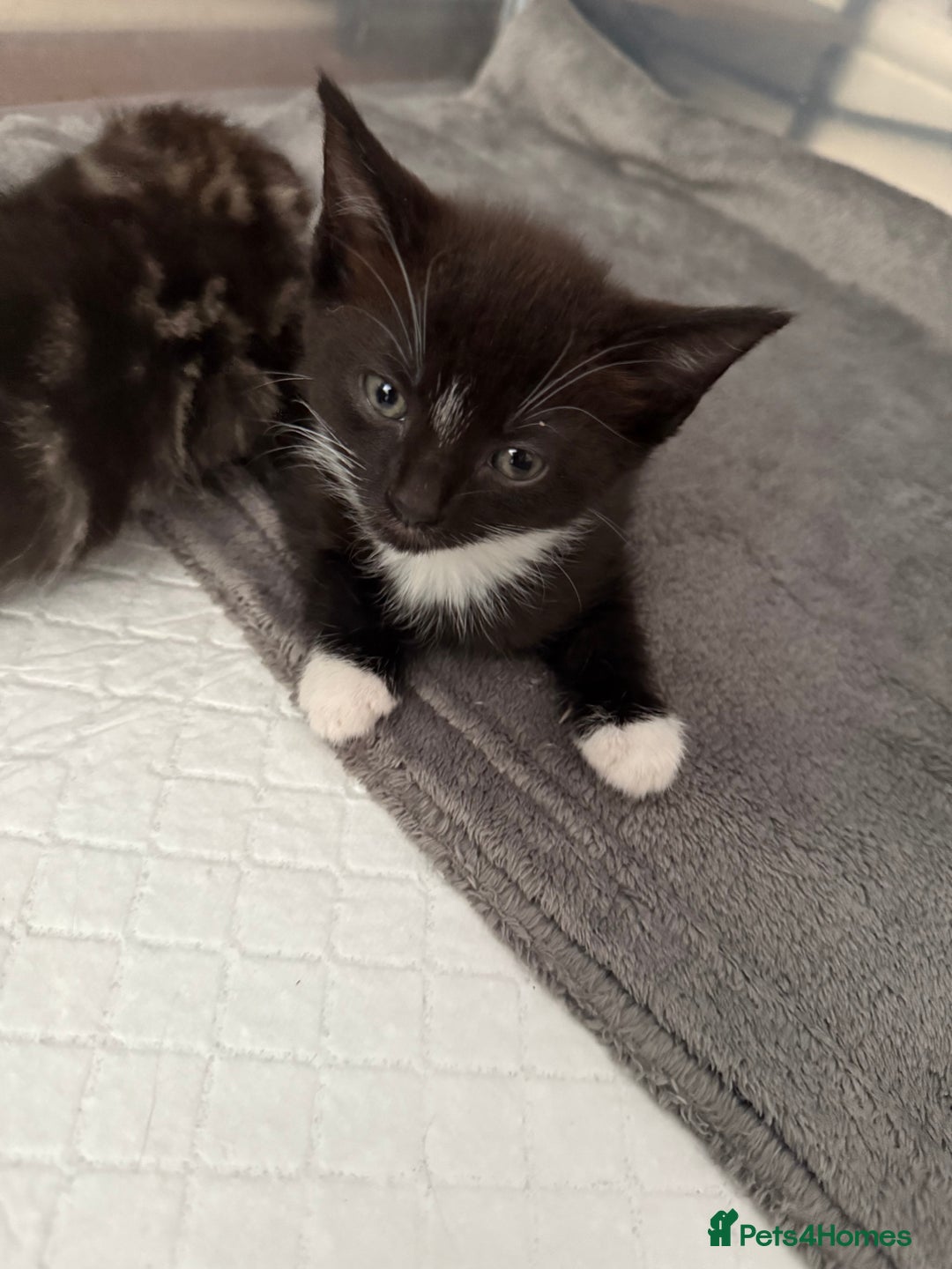Mixed Breed cats for sale: Black & white kittens available - Image 5
