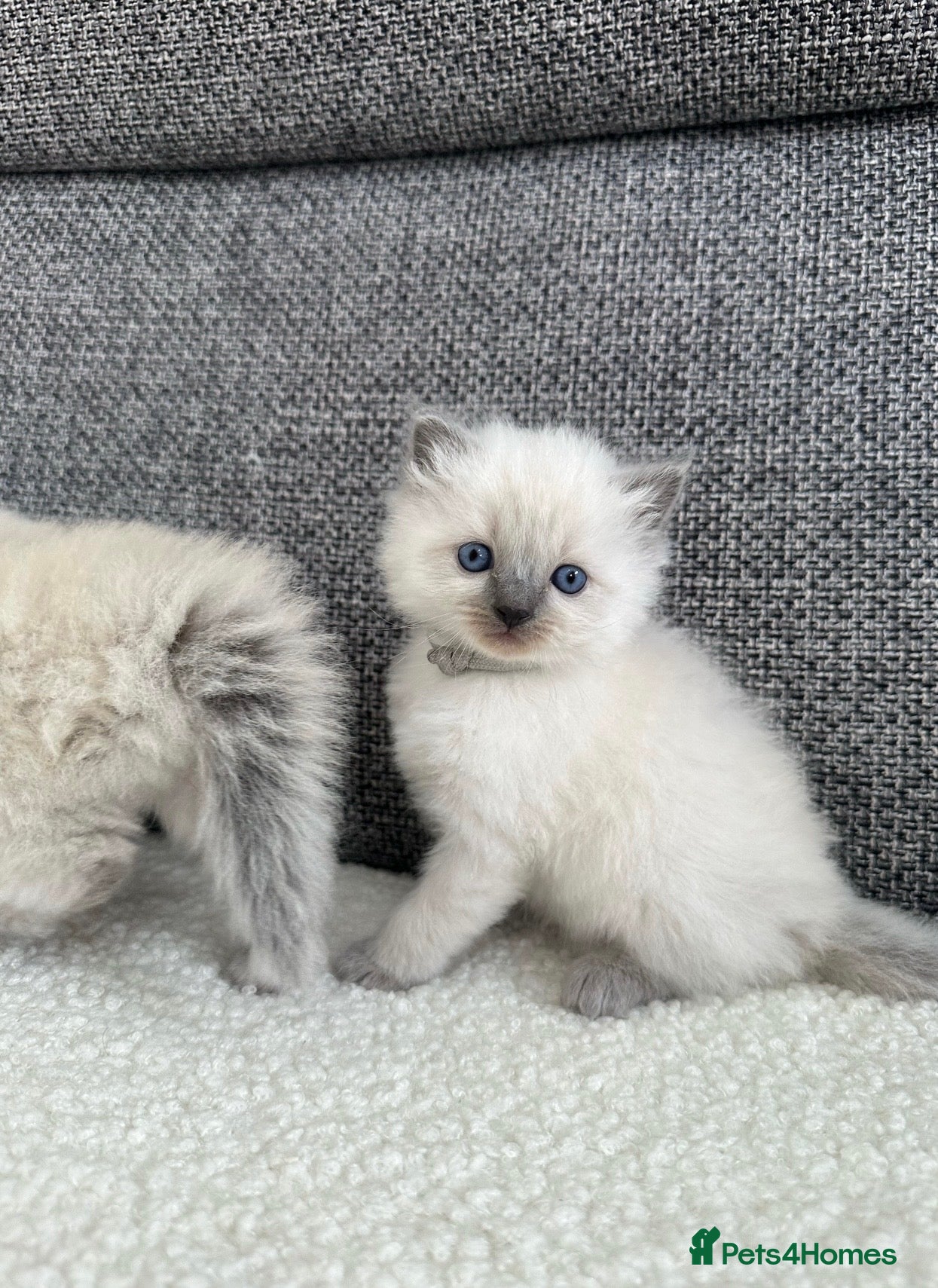 Ragdoll cats Beautiful Chunky Litter of Ragdolls - Advert 2