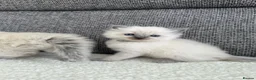 Ragdoll cats for sale: Beautiful Chunky Litter of Ragdolls - Advert 2