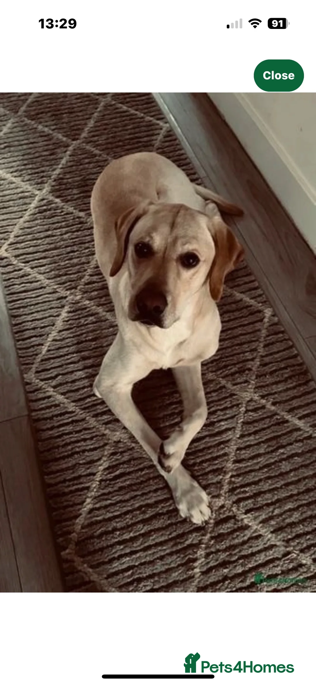 Labrador Retriever dogs for sale: Labrador retriever puppies in Loughborough - Advert 5