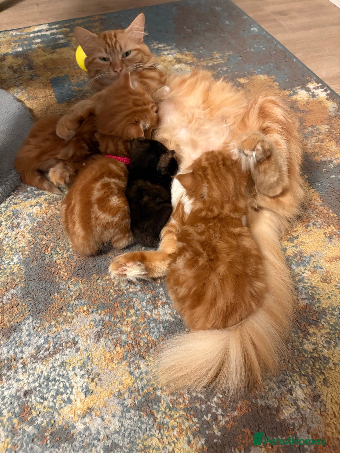 Mixed Breed cats for sale: Now Reserved Beautiful Ginger Male Kitten 4 weeks - Advert 2