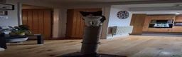 Domestic Shorthair cats for sale: Tuxedo. Direct Rehome  - Advert 7