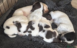 Cocker Spaniel dogs for sale: 2 x BOYS - KC Reg Working Cocker Spaniels - Image 20