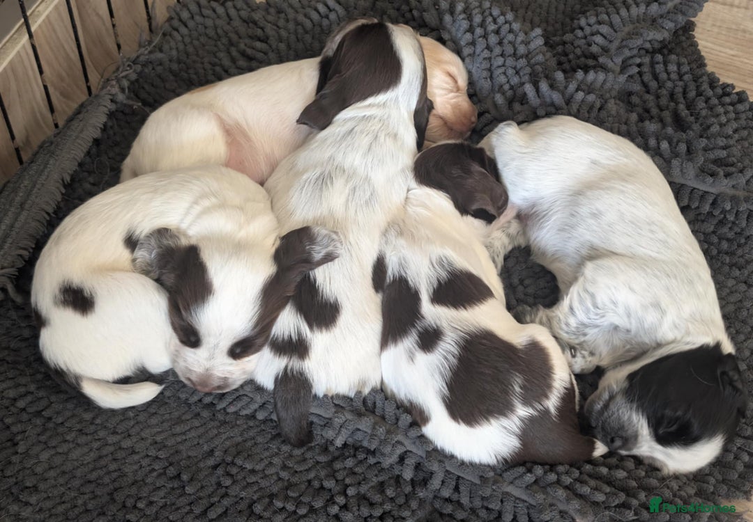 Cocker Spaniel dogs for sale: 2 x BOYS - KC Reg Working Cocker Spaniels - Image 20