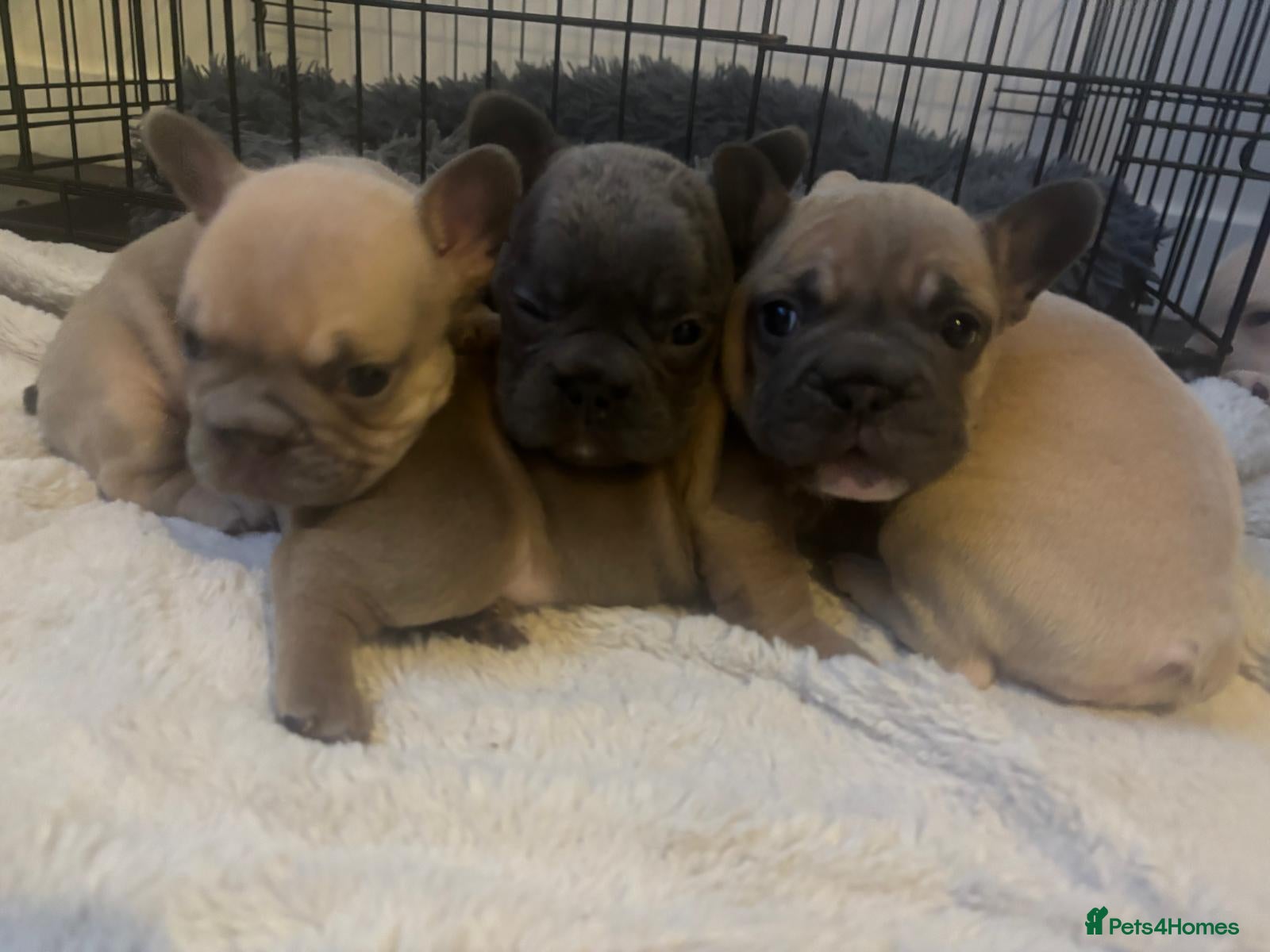French Bulldog dogs French bulldog puppies  - Advert 17