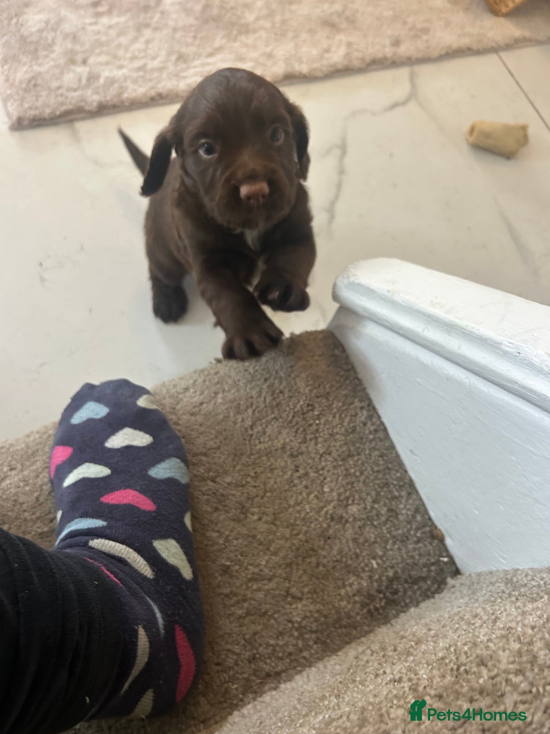 Sprocker dogs for sale: 1 chocolate boy sproker 10 weeks  - Image 27