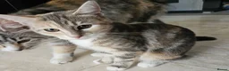 Siberian cats for sale: Stunning half Siberian kittens ready to be rehome. - Advert 8