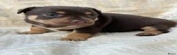 Mixed Breed dogs for sale: Stunning Jack Russell Pupps Merle, Chocolate & Red - Advert 9
