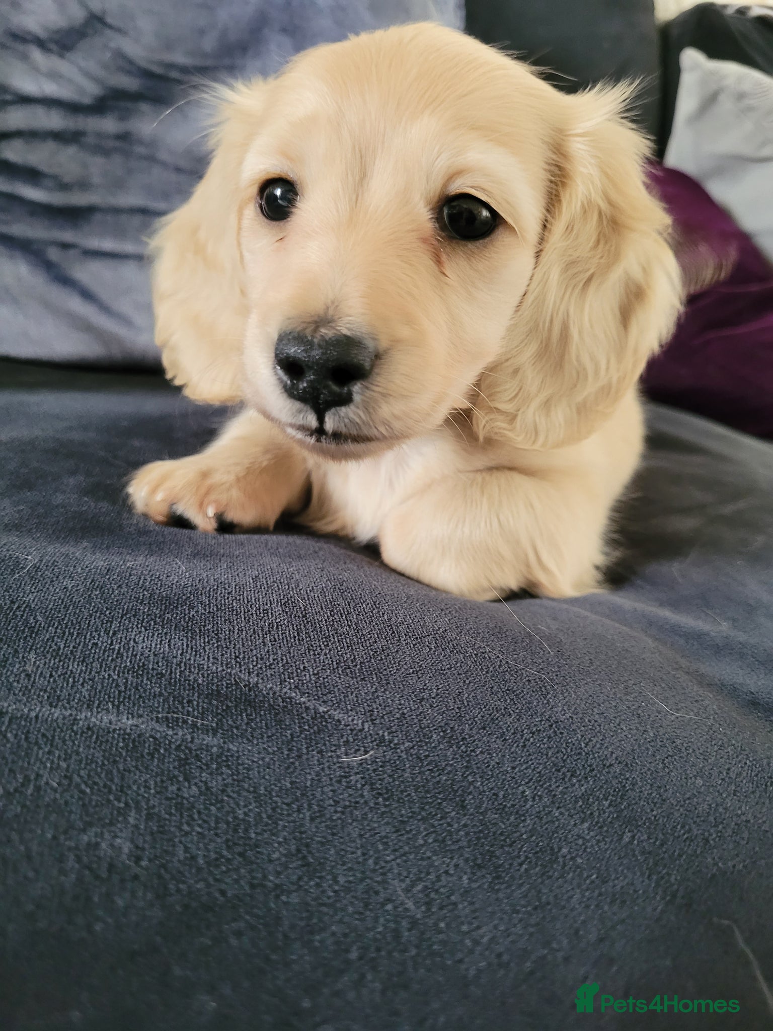 Miniature Dachshund dogs Beautiful KC English cream female mini dachshund  - Advert 1