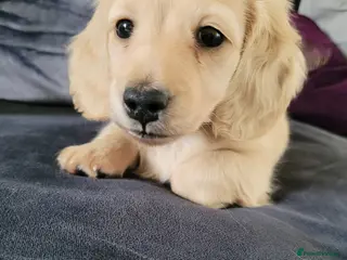 Miniature Dachshund dogs Beautiful KC English cream female mini dachshund - Advert 10