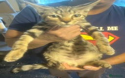 Bengal cats for sale: Bengal x tabby  - Image 8