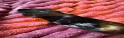 Guinea Pig rodents for sale: 2 females and 4 males for sale  - Advert 12