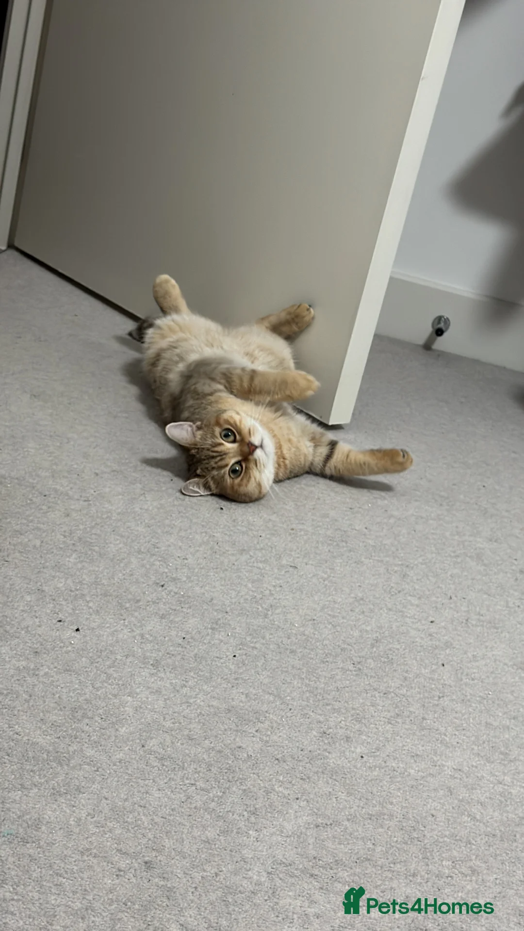 British Shorthair cats for sale: 🐾Beautiful Young Cats Seeking Their Forever Homes - Advert 9