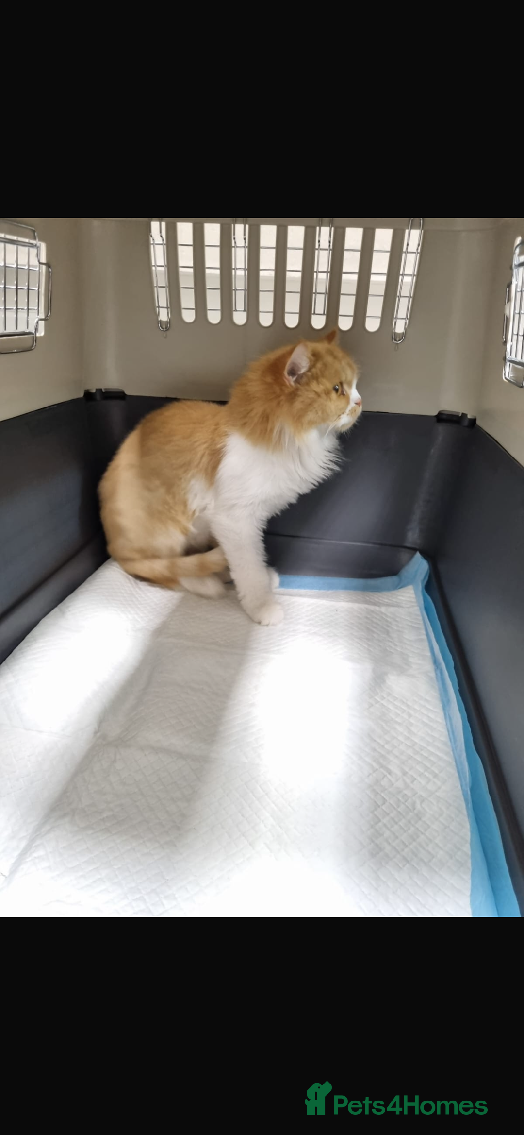 Mixed Breed cats for adoption: Yara  - Image 4