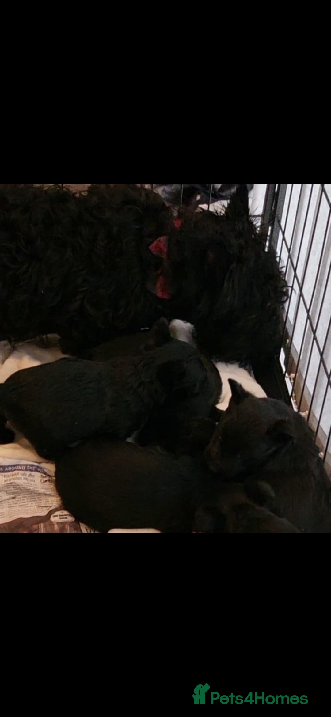 Scottish Terrier dogs for sale: Scottie girl - Advert 2