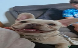 French Bulldog dogs for sale: 9 month old male frenchy - Image 4