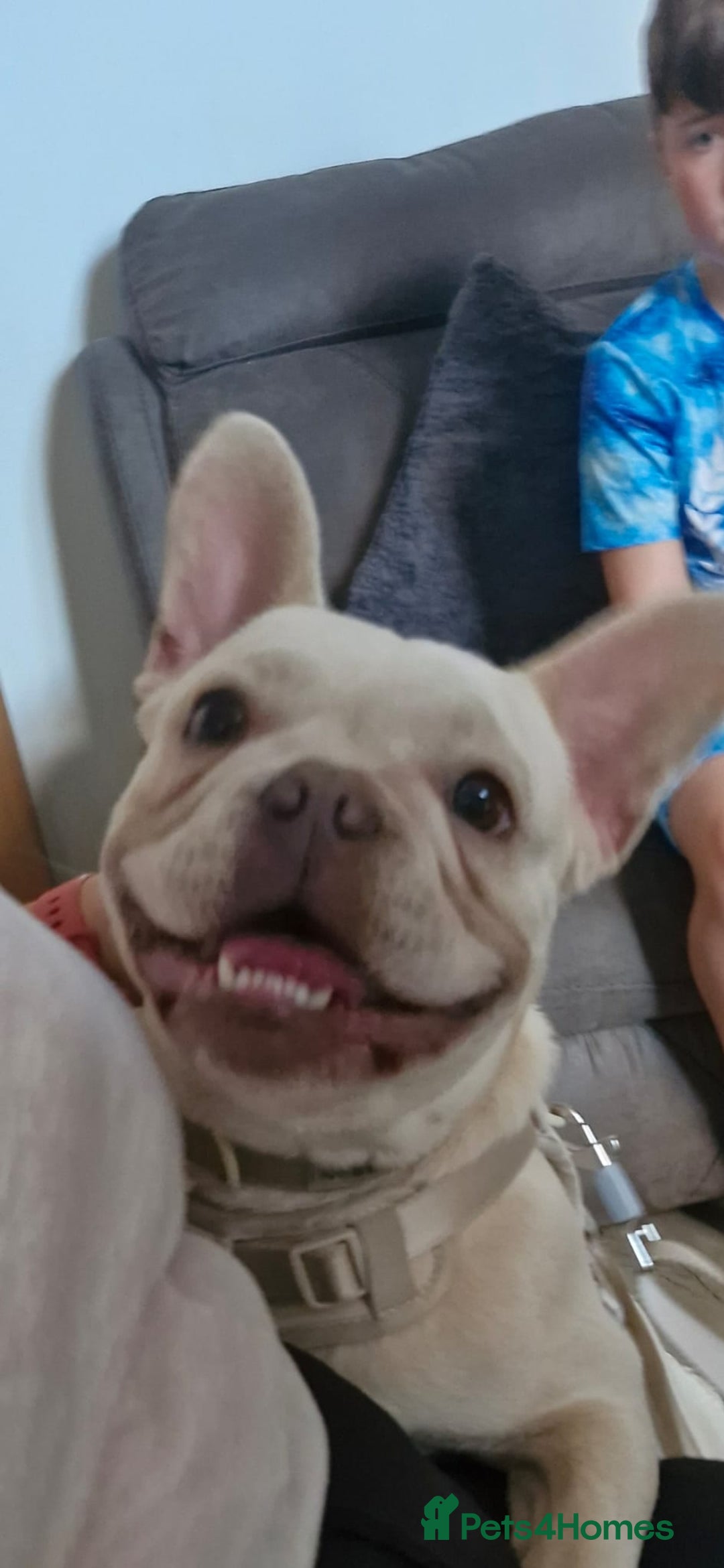 French Bulldog dogs for sale: 9 month old male frenchy - Image 4