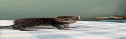 Mixed Breed cats for sale: x3 Mixed Breed Kittens (2M) (1F) - Advert 9