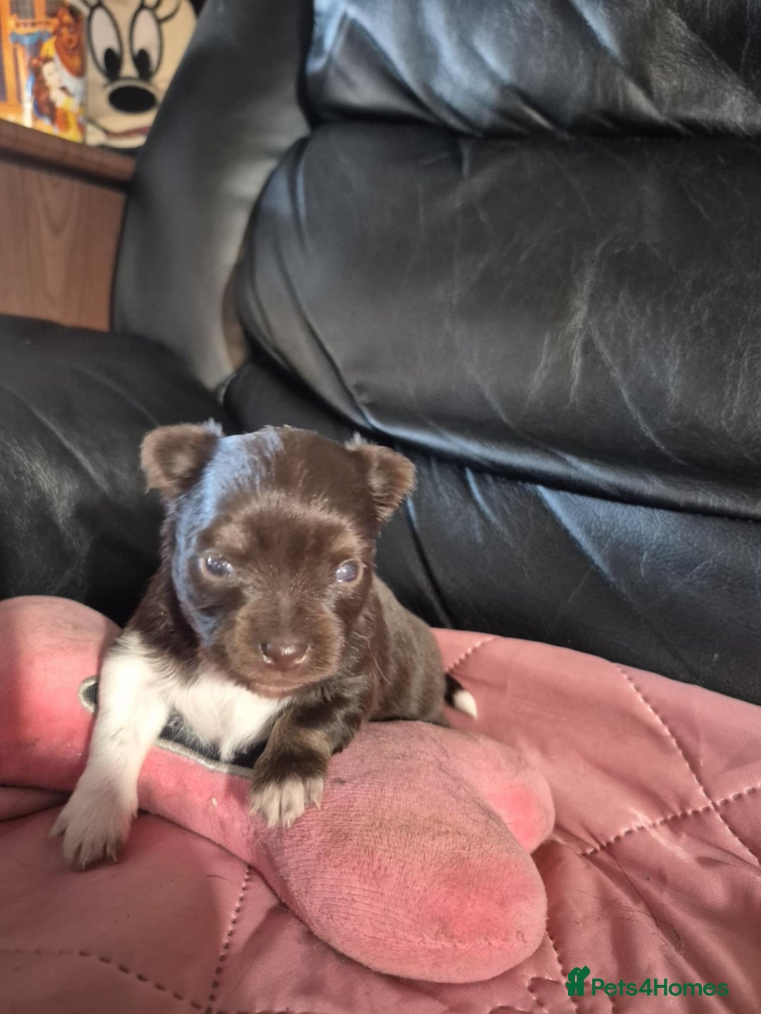 Chihuahua dogs for sale: Long haired Chihuahua  - Image 3